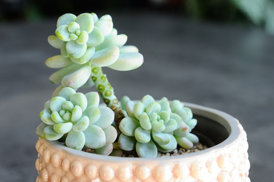 Пахифитум Компактум