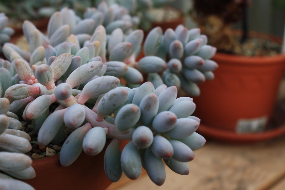 Суккулент Пахифитум эхеверия