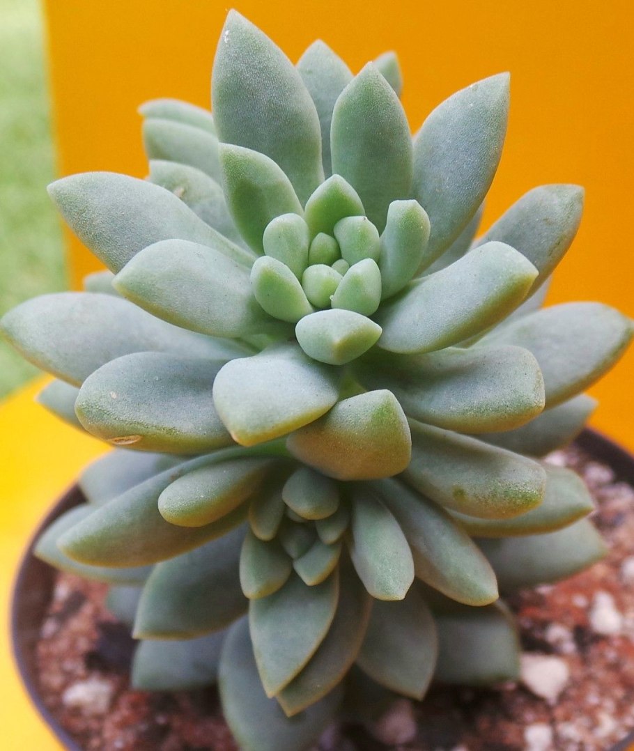 Граптоверия опалина