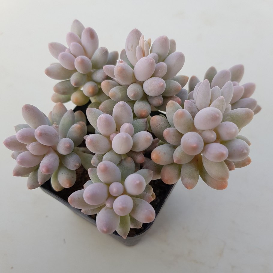 Pachyphytum oviferum Pink