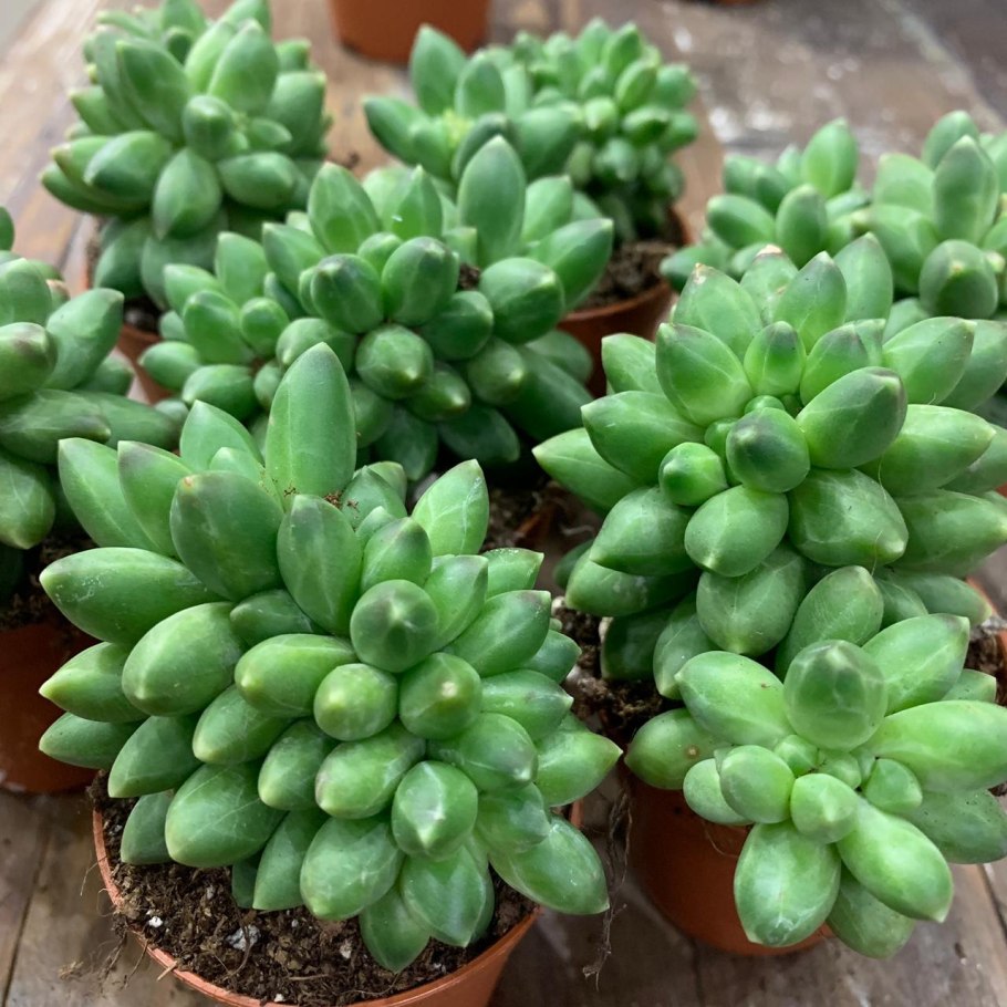 Пахифитум Виндермана