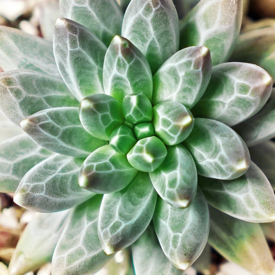 Суккулент Пахифитум