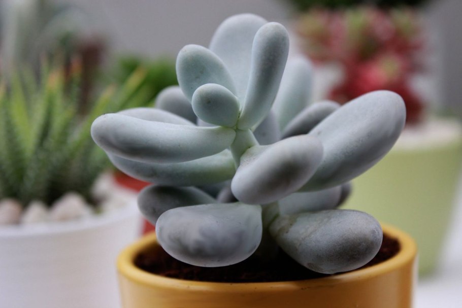 Pachyphytum oviferum