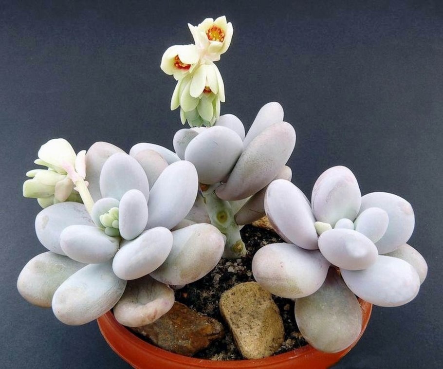 Пахифитум Овиферум