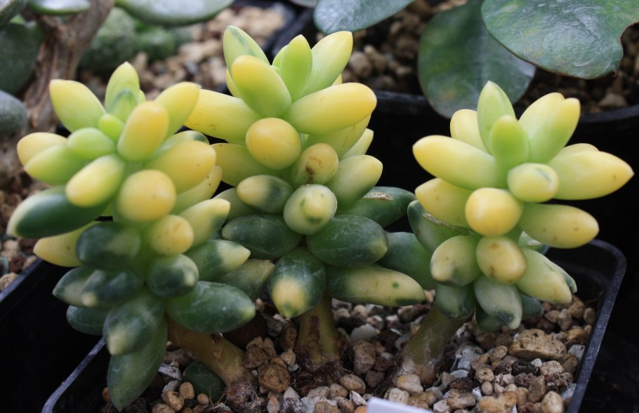 Суккулент Пахифитум яйценосный