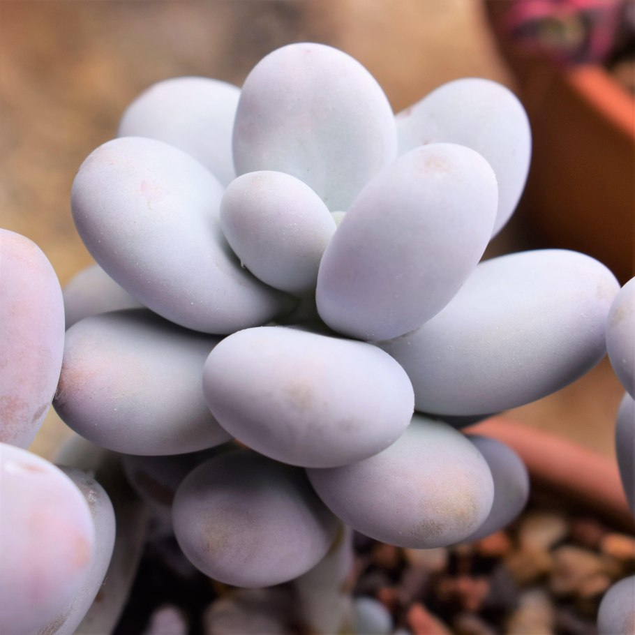 Суккулент Пахифитум Овиферум