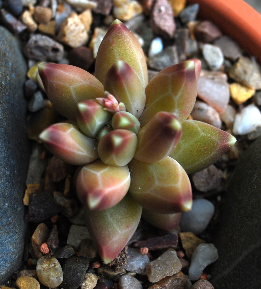 Пахифитум Вердермана