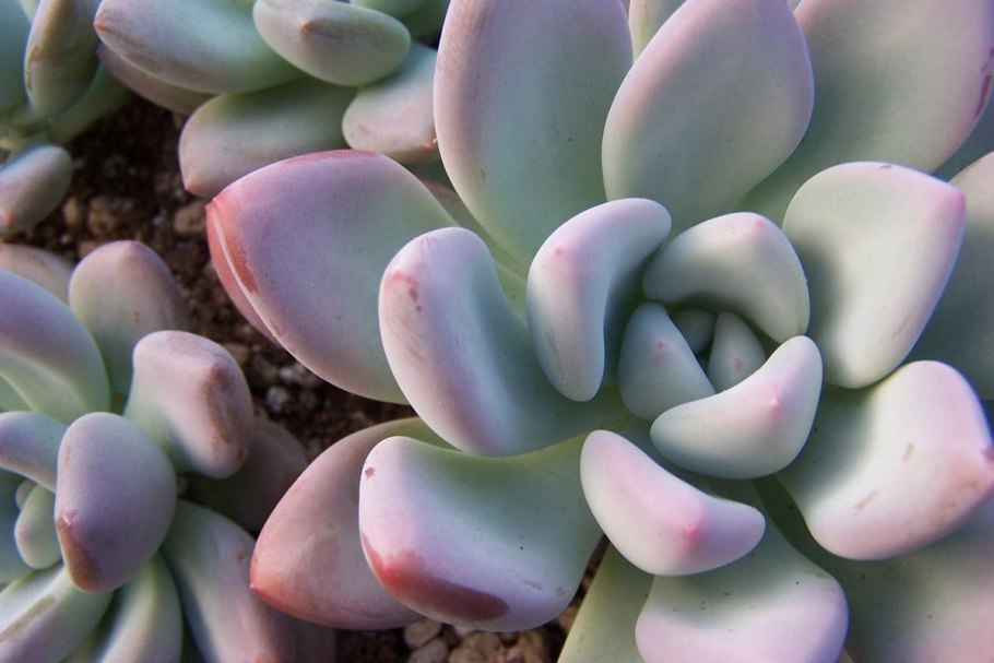 Пахифитум Овиферум