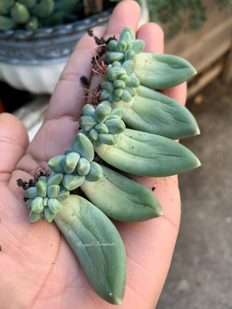 Суккулент Пахифитум Овиферум