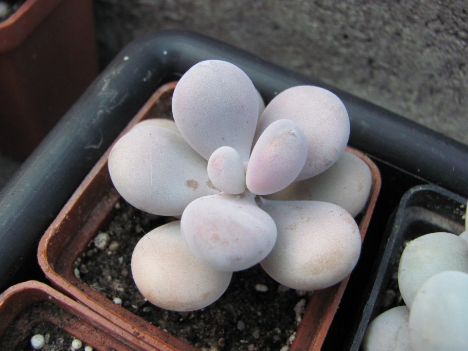 Пахифитум Овиферум