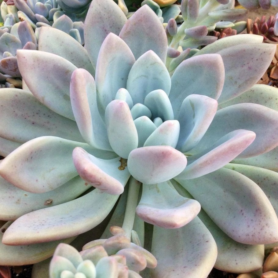 Пахифитум Овиферум