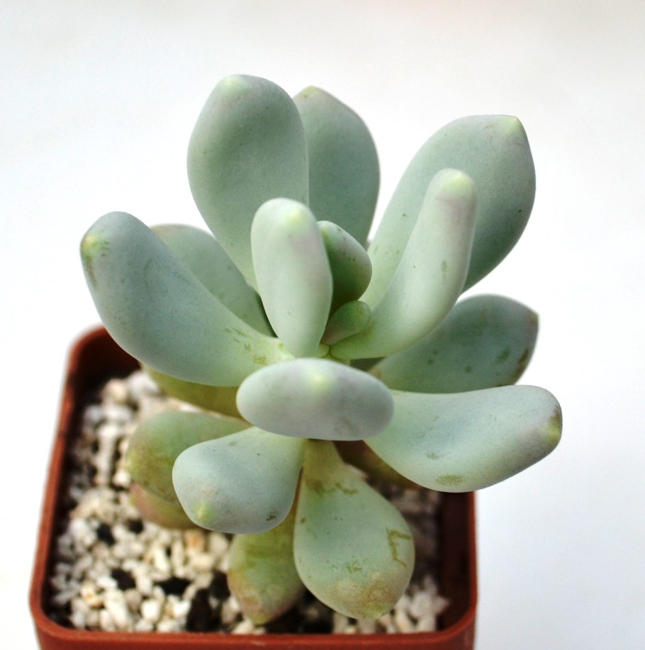 Пахифитум Pachyphytum oviferum