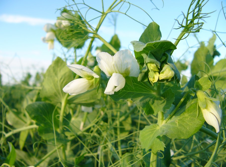 Pisum sativum - горох посевной