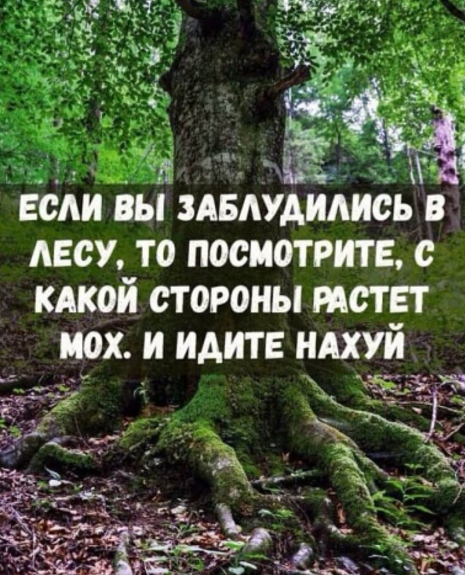 Мох ягель дерево