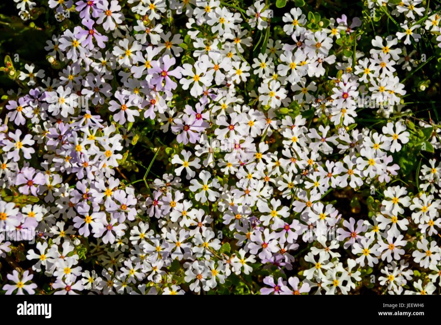 Mandevilla illustris суккулентная