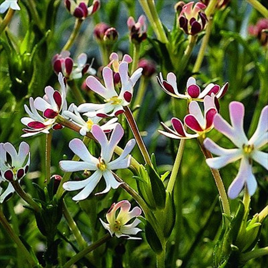 Zaluzianskya ovata 'Star balsam'