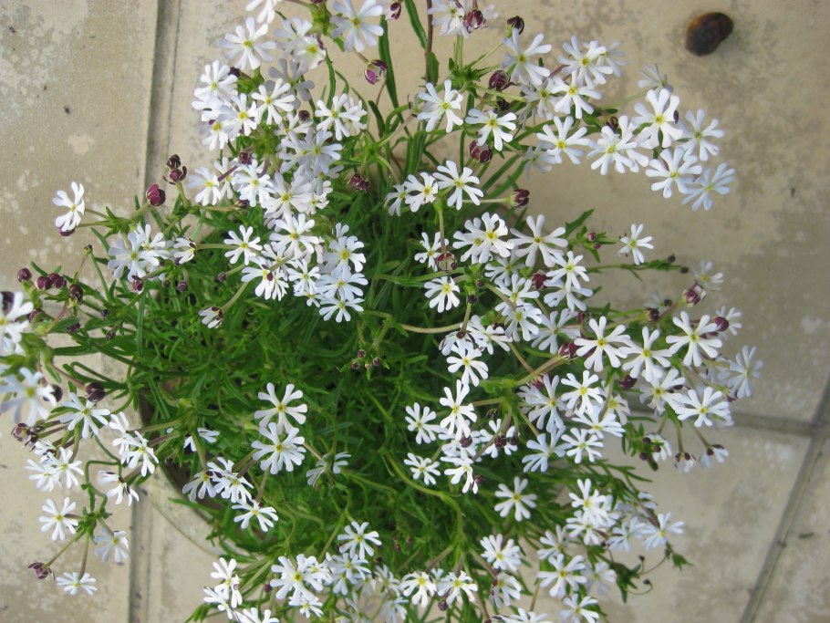 Flower Bush