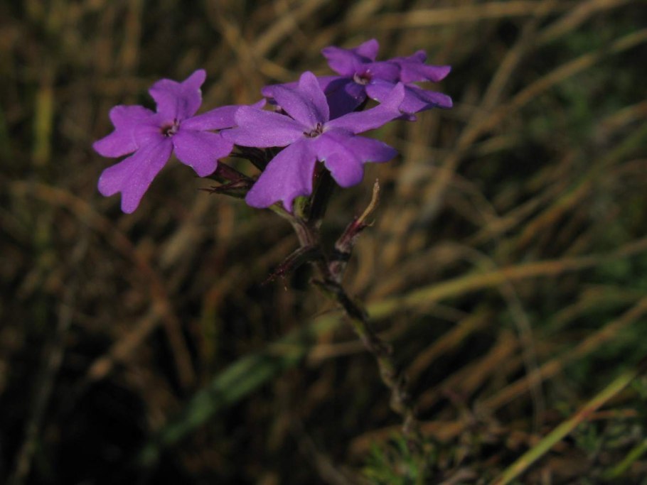 Оксалис arenaria