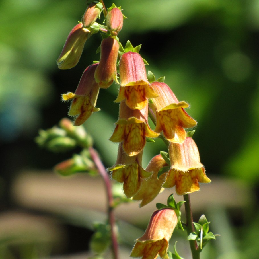 Prostanthera rotundifolia
