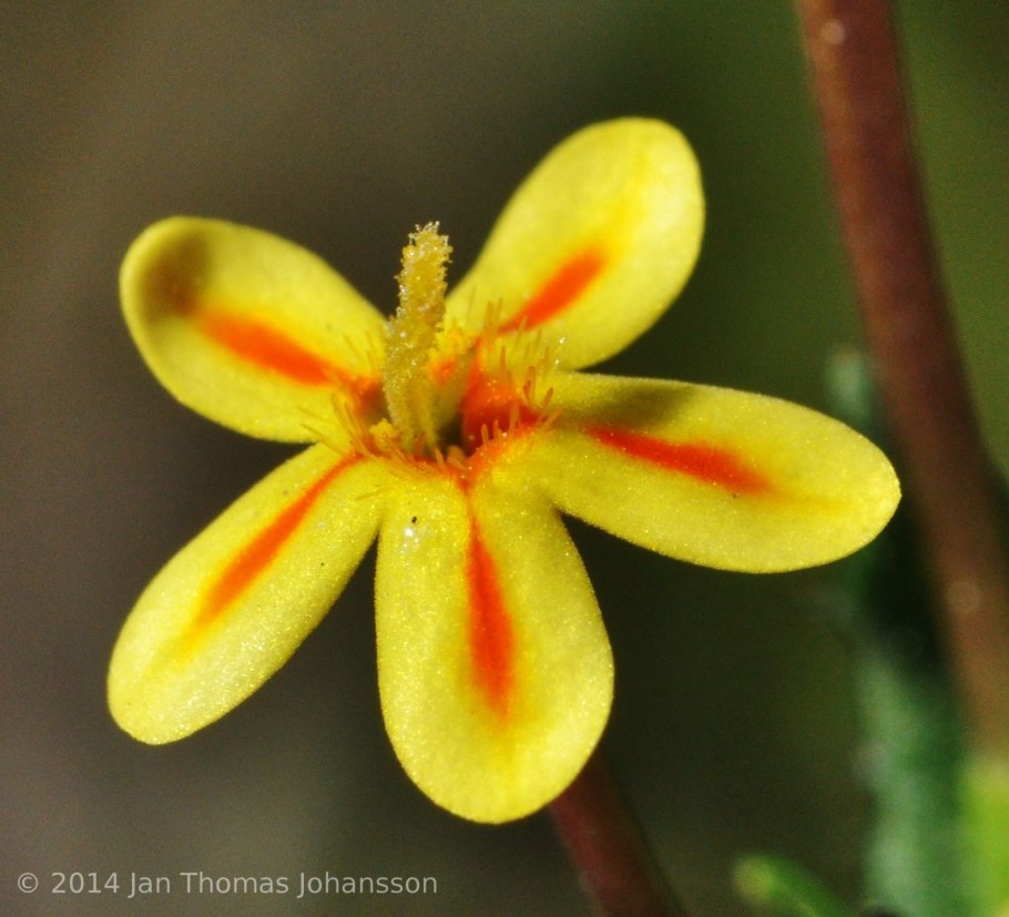 Залузианския Zaluzianskya ovata Star balsam