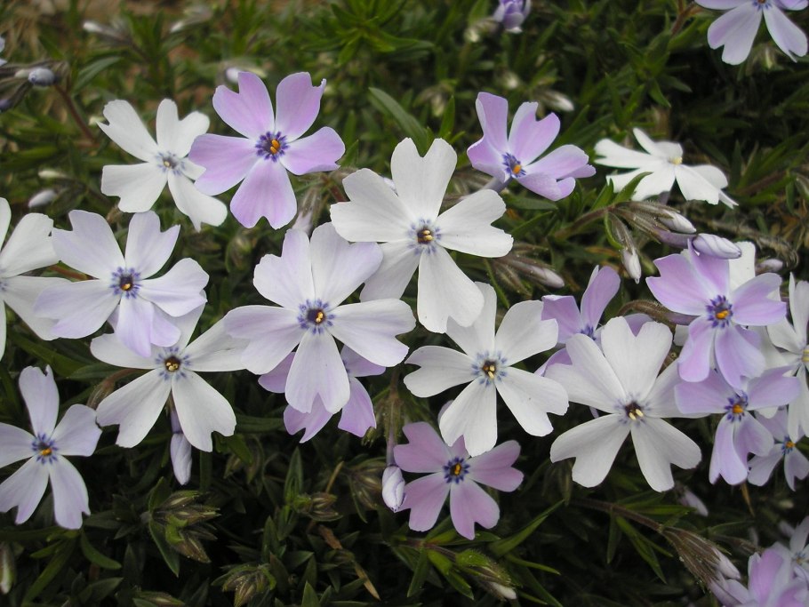 Кислица рожковая Oxalis corniculata