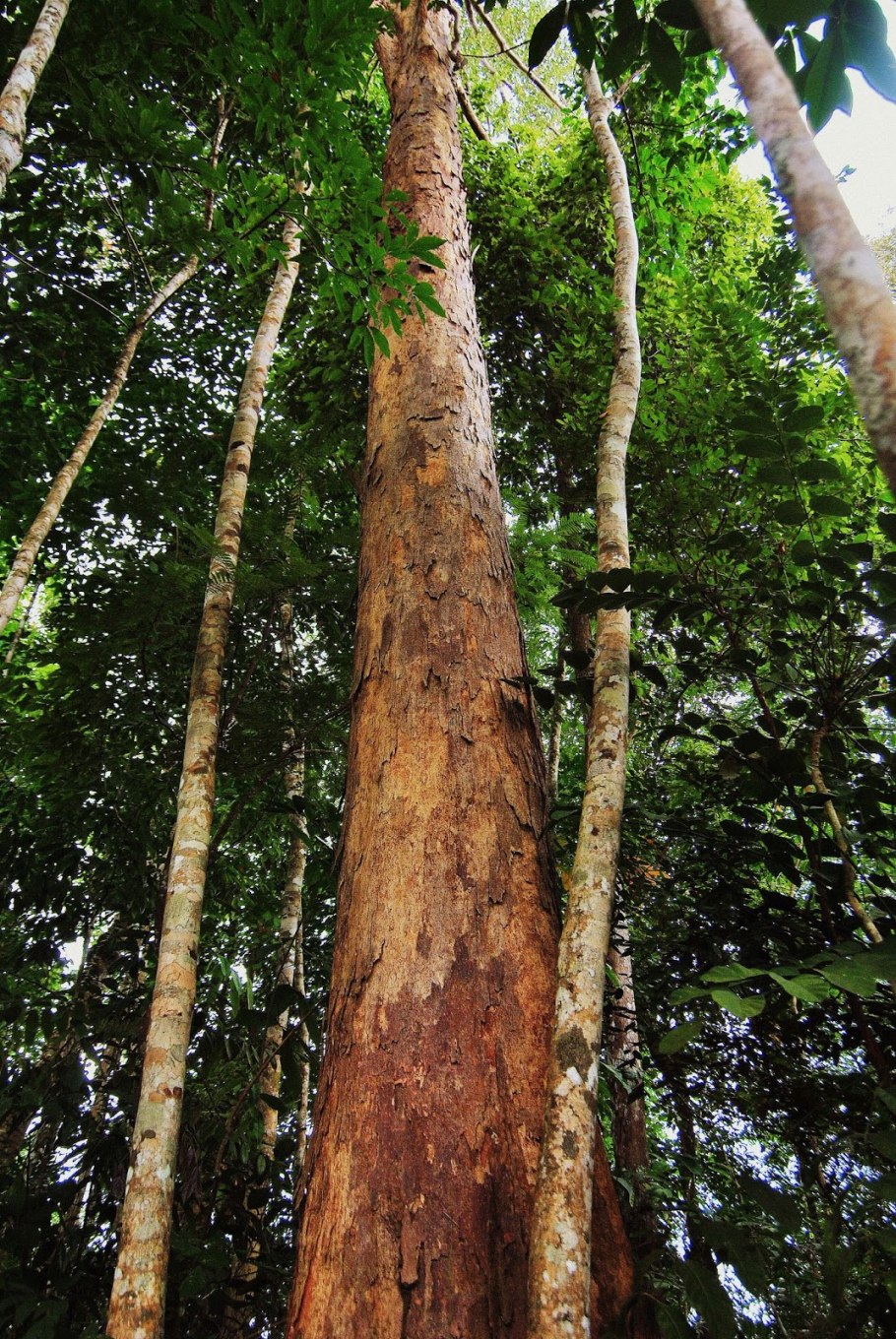 Застенчивость крон