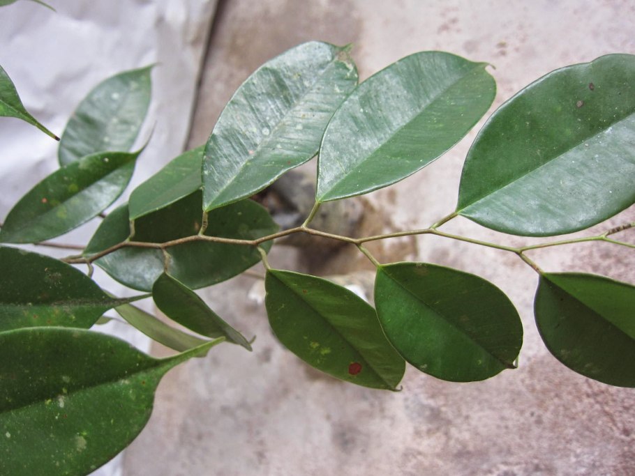 Dryobalanops aromatica