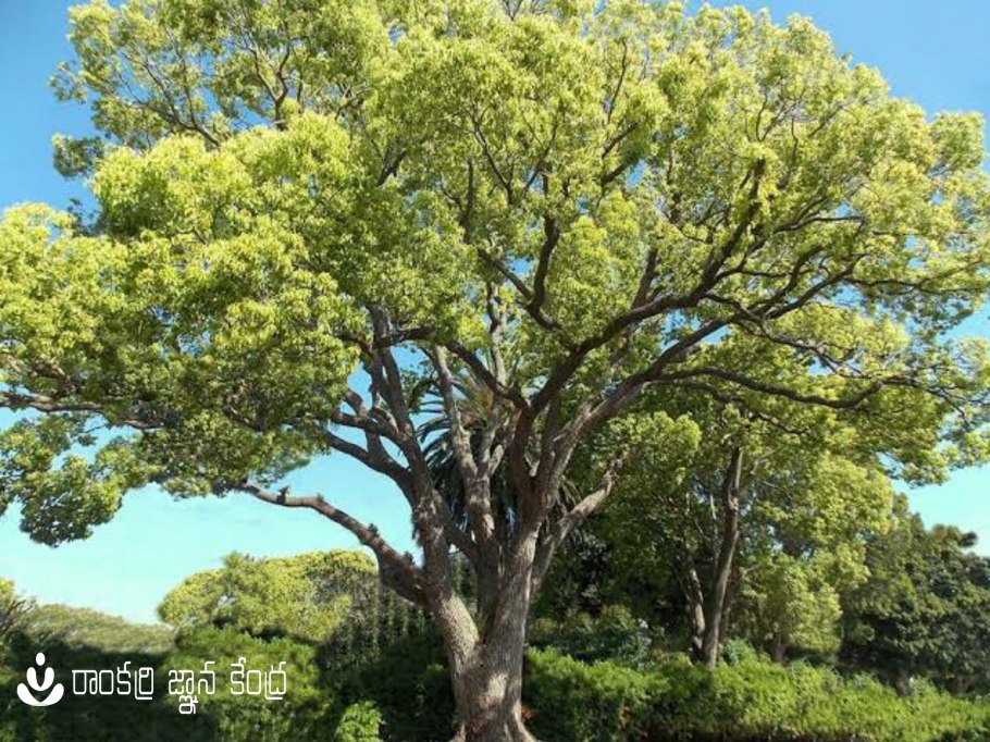 Quercus acuta , японский вечнозеленый дуб