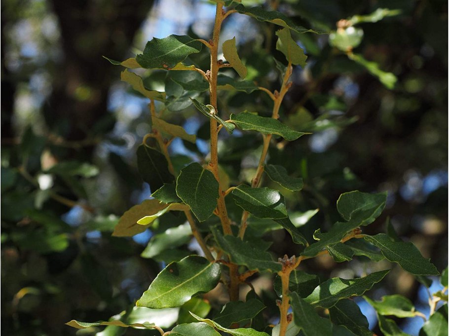 Blumea balsamifera