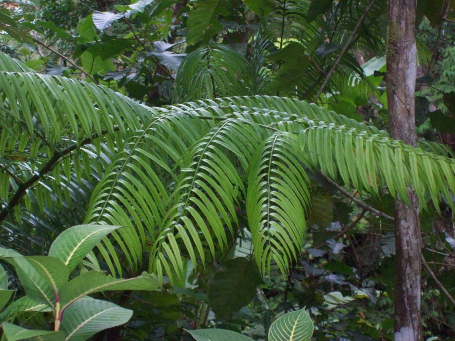 Dryobalanops aromatica