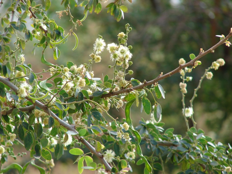 Гликозид ортосифонин химическая структура