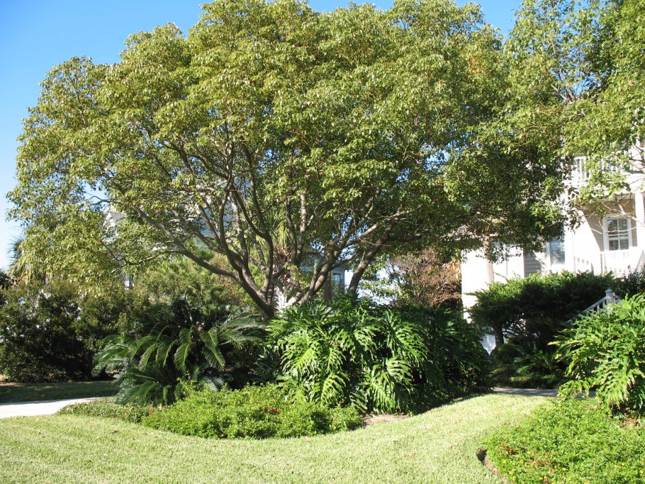 Растение Паветта Купера