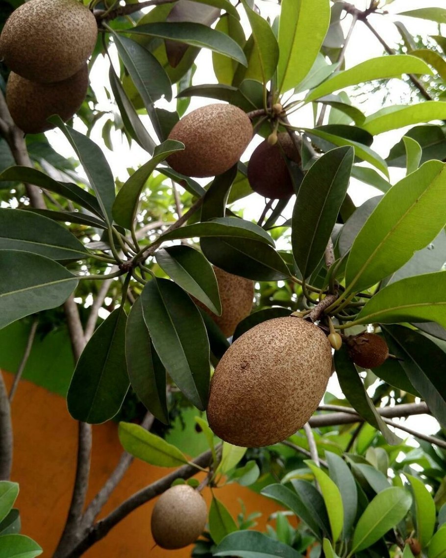 Дерево Chicozapote