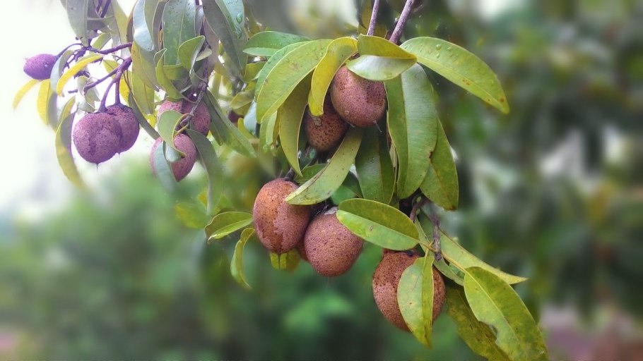 Дерево Chicozapote