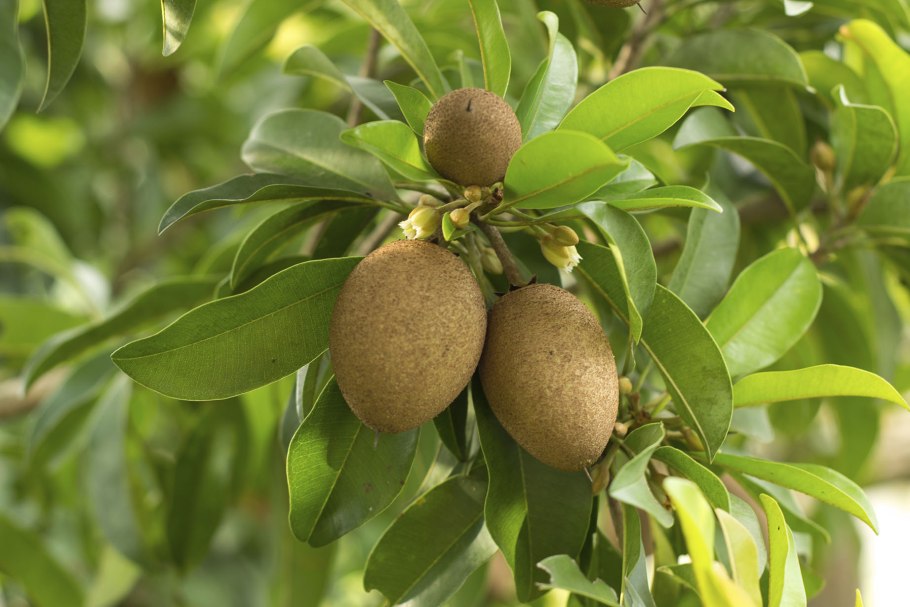 Manilkara zapota