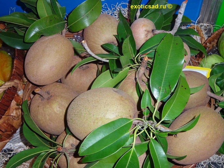Manilkara bidentata