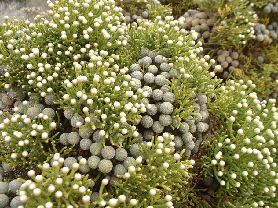 Акация длиннолистная Acacia longifolia