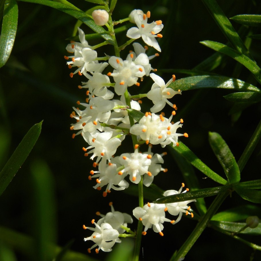 Бешорнерия прицветниковая