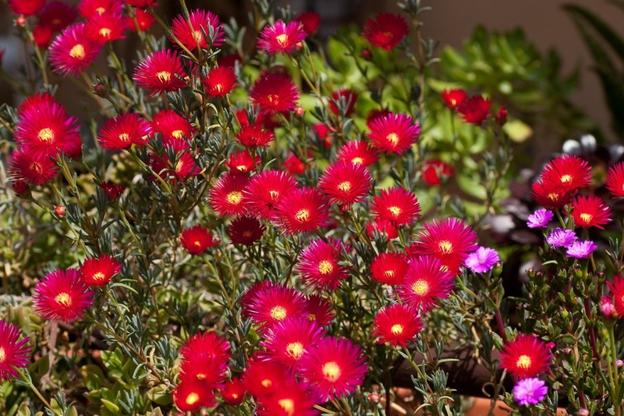 Гелиотроп перувианский