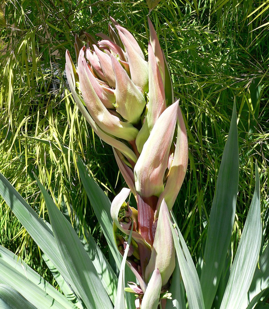 Мальва розовая