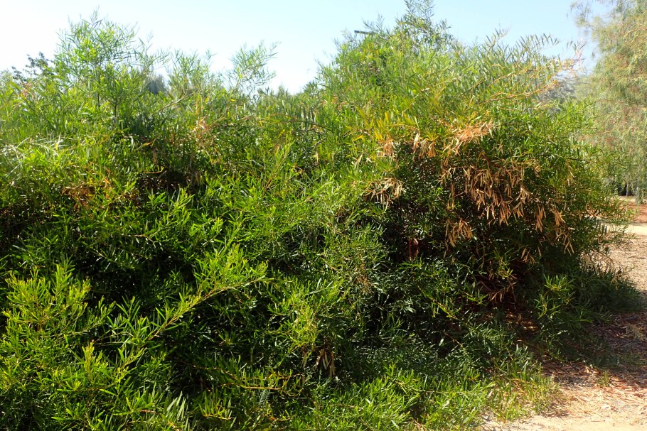 Rubiaceae- Мареновые