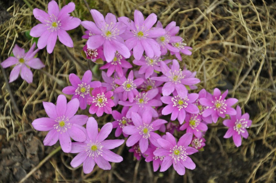 Drosera (дрозера) росянка круглолистная