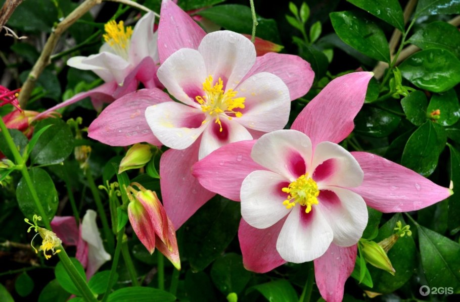 Статица цветы