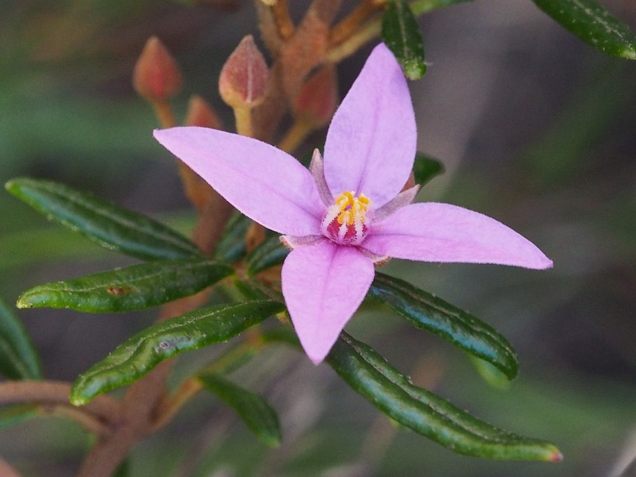 Борония сафролоносная - Boronia safrolifera