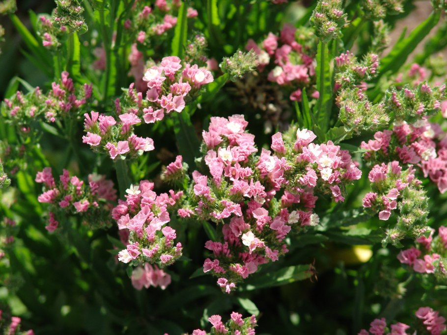 Ядовитый Поркупинский томат