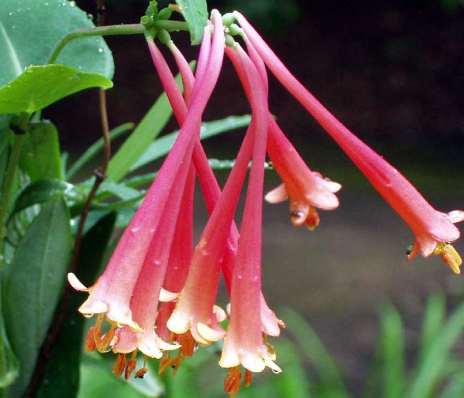 Марена сердцелистная