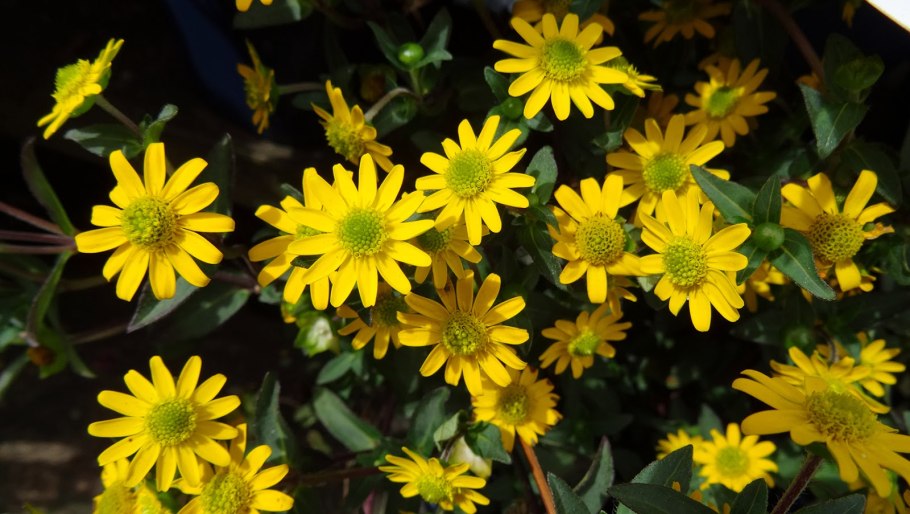 Цветок Евгения миртолистная