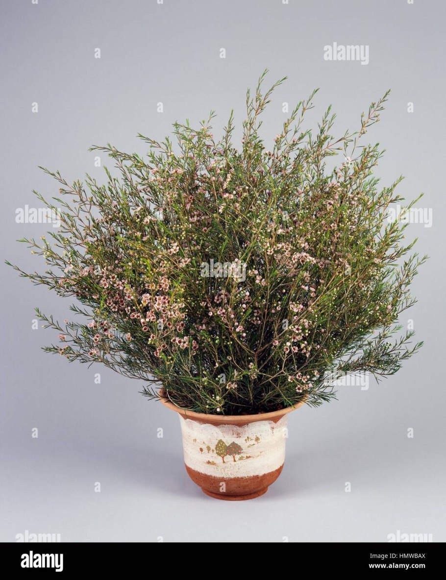 Лептоспермум scoparium Ruby Glow