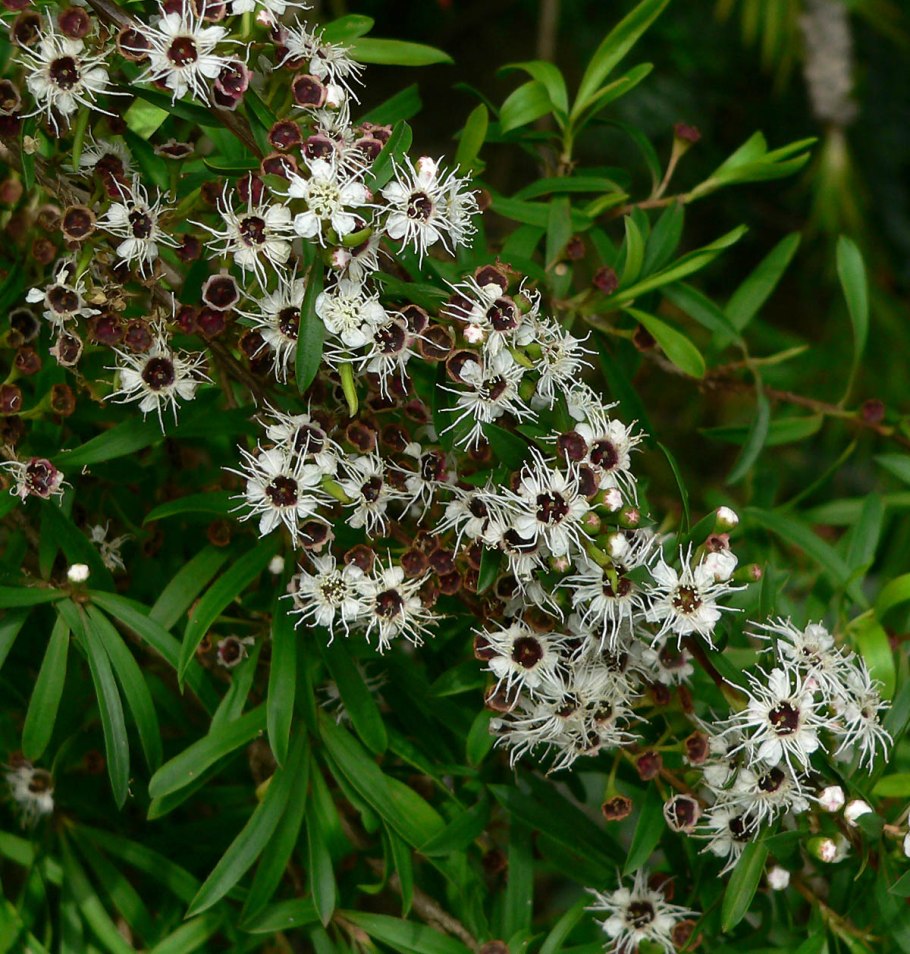 Leptospermum scoparium