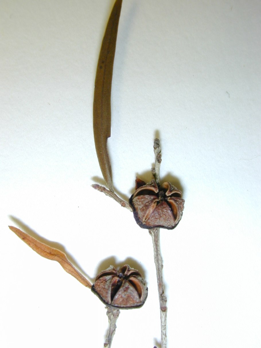 Leptospermum scoparium